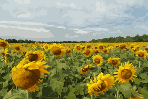 Раскраска по номерам «Подсолнухи · живопись»